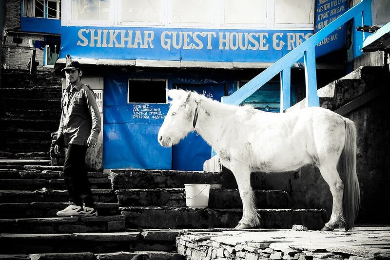 White Horse on Steps