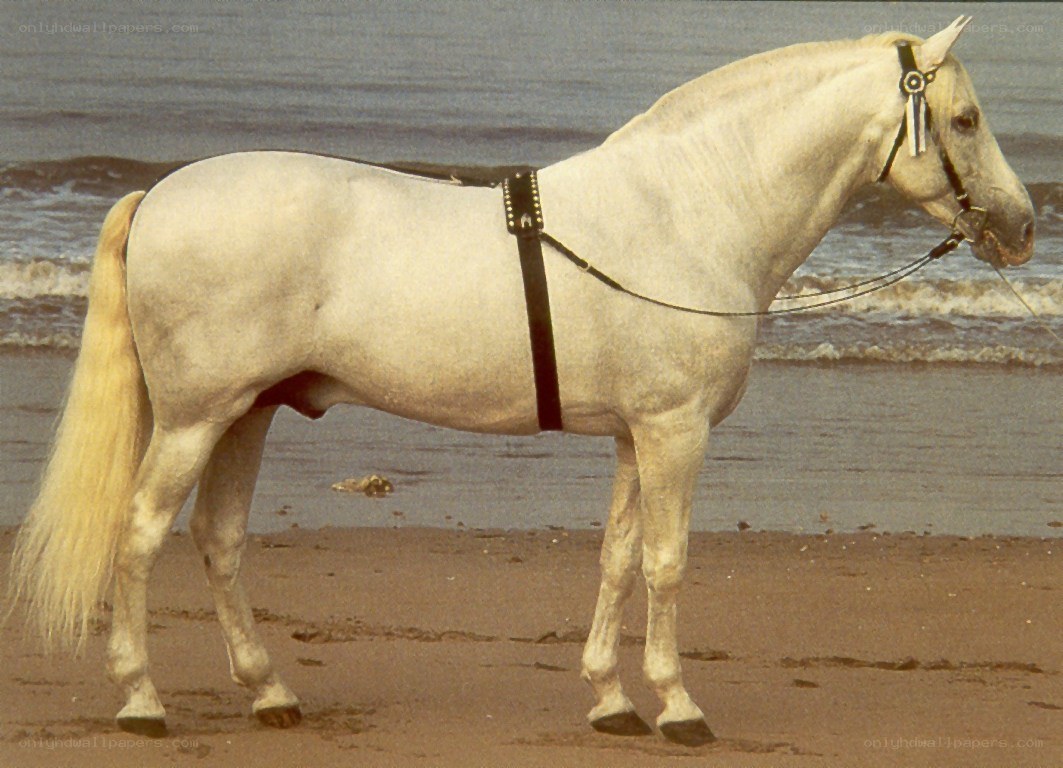White horse on the beach