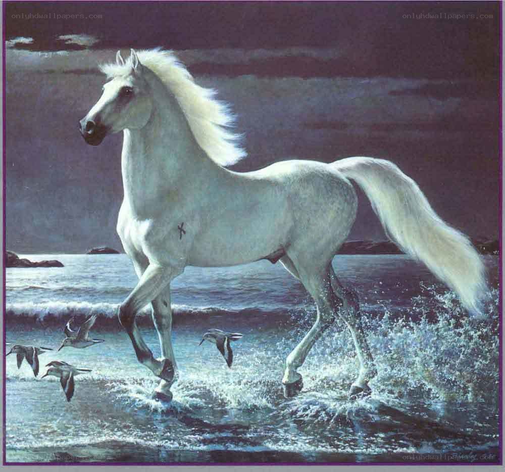 White horse on the beach