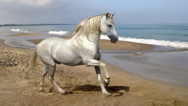 White horse on the beach