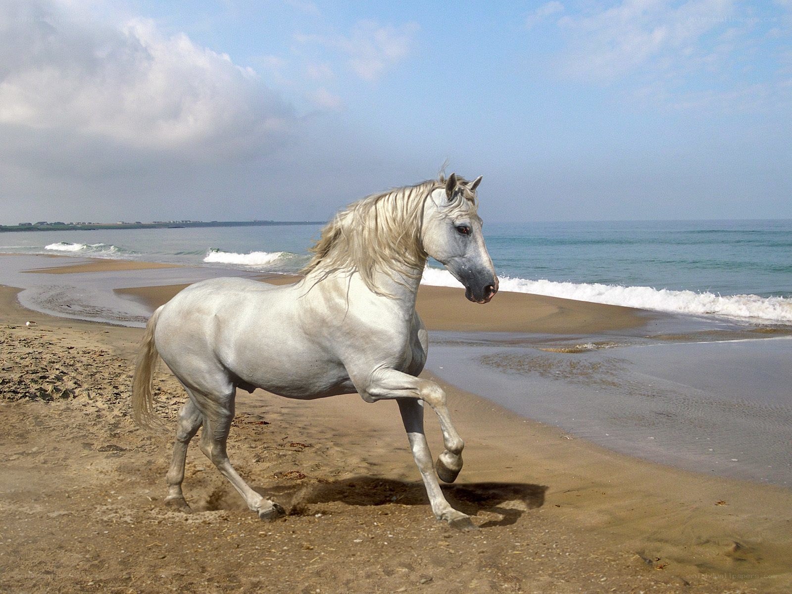 White horse on the beach
