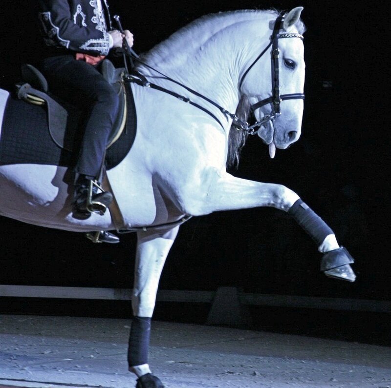 White Horse Performing — Dramatic