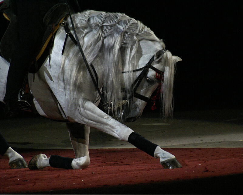 White horse performing dressage