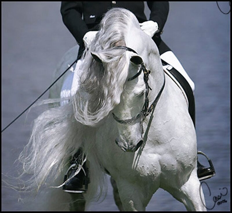 White Horse Performing — Focused