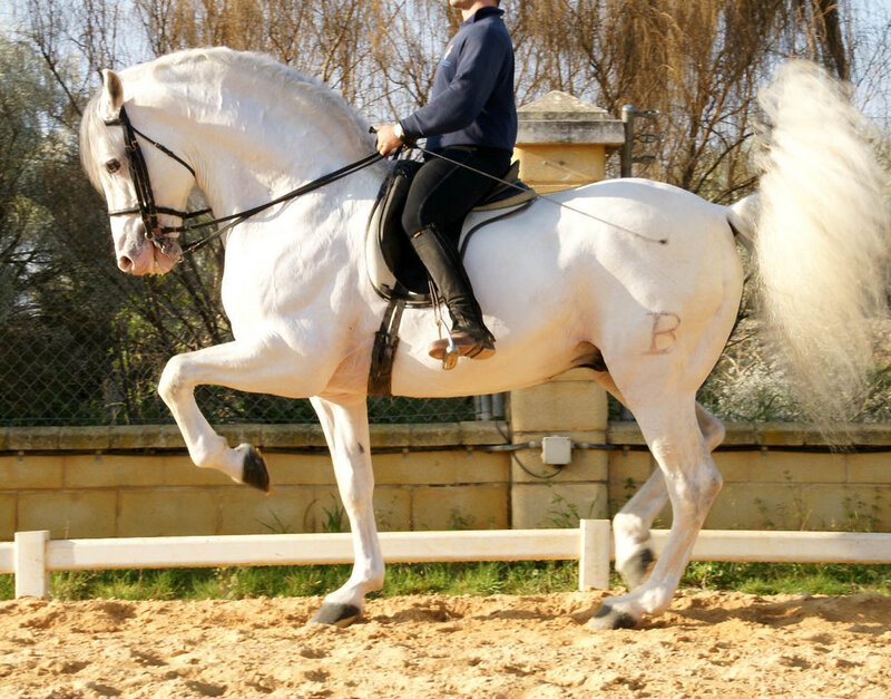 White horse performing in arena