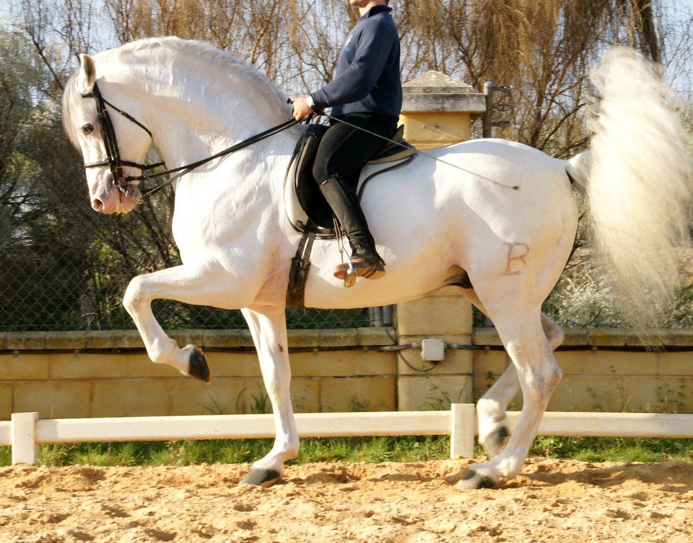 White horse performing in arena