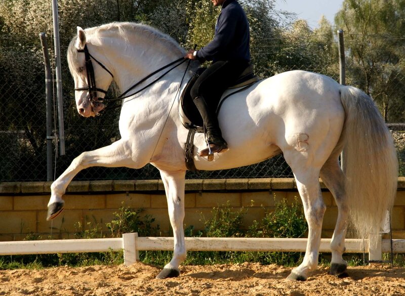 White Horse Performing