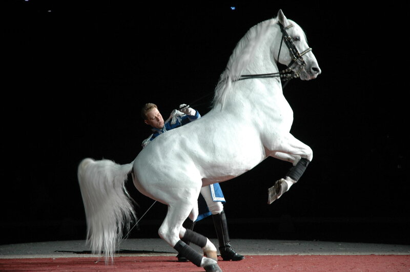 White horse performing trick