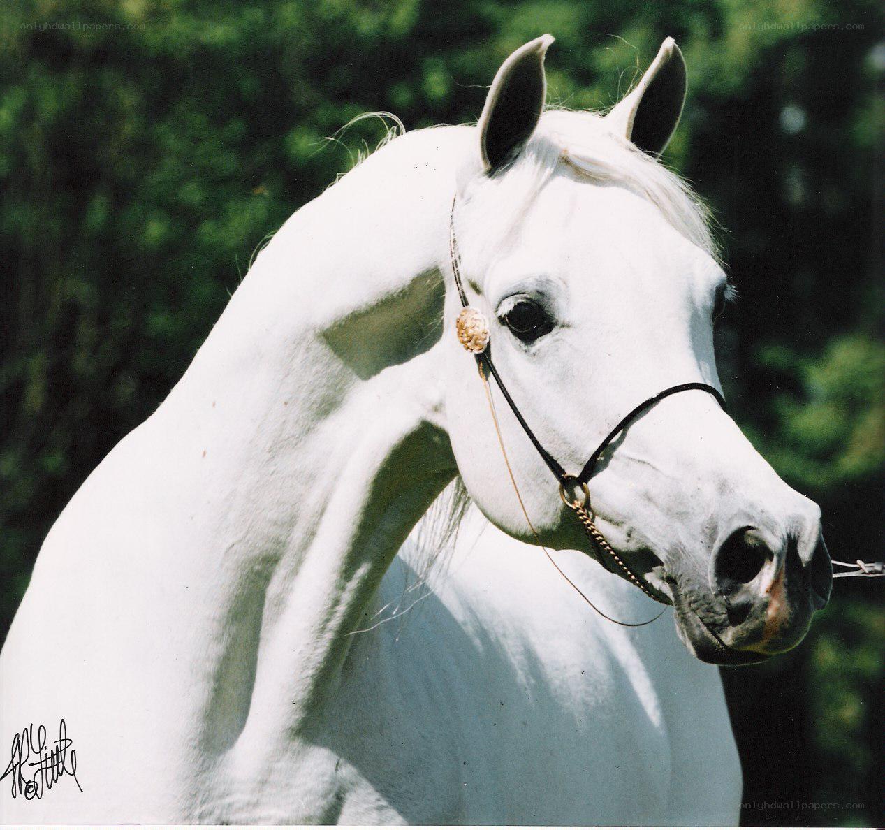 White horse portrait