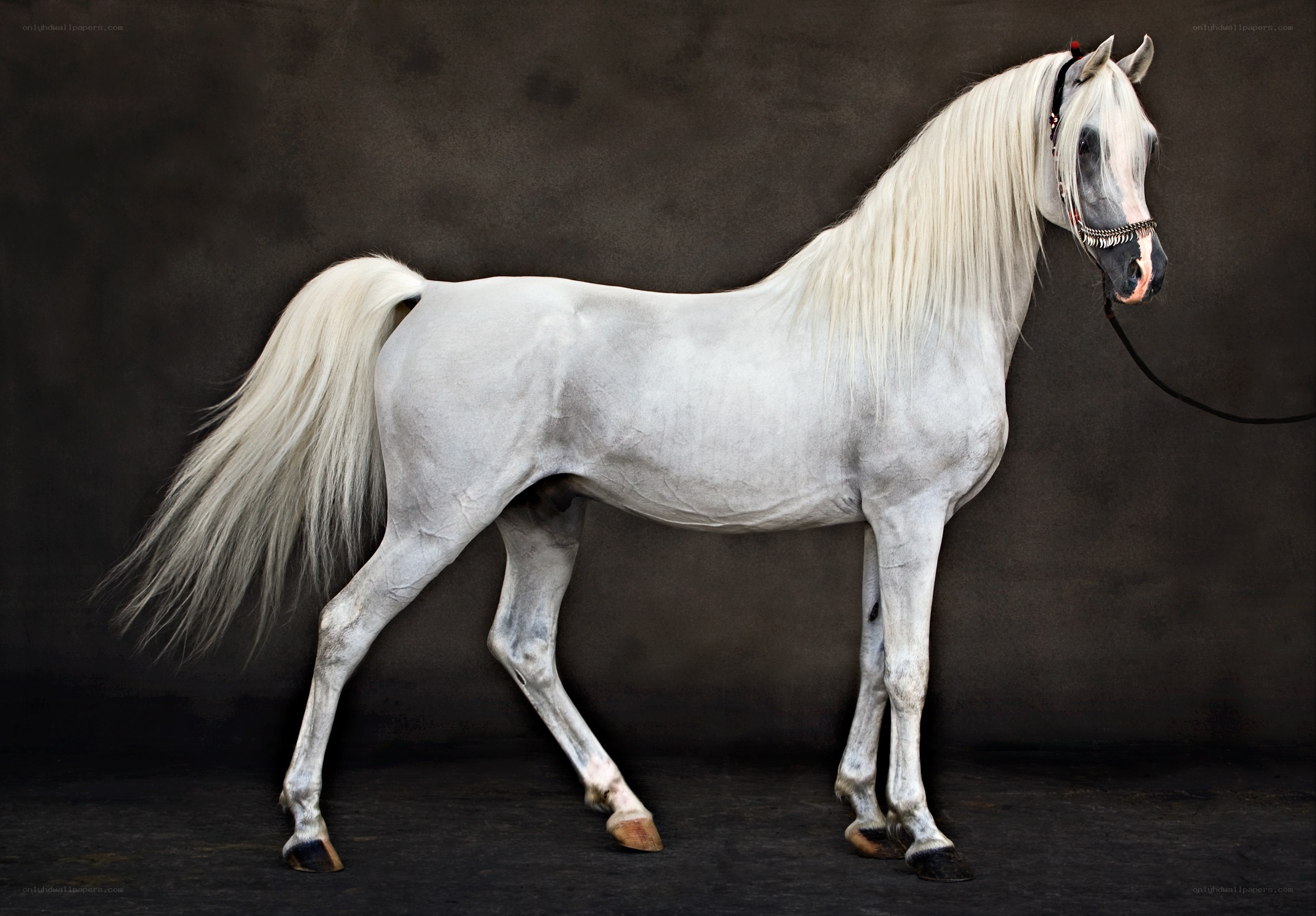 white horse portrait