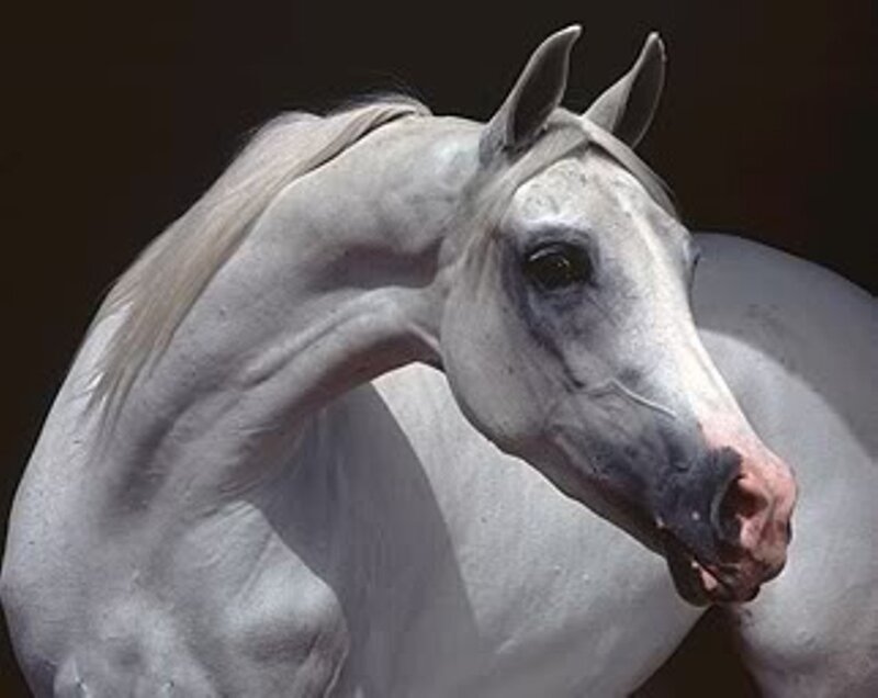 white horse portrait