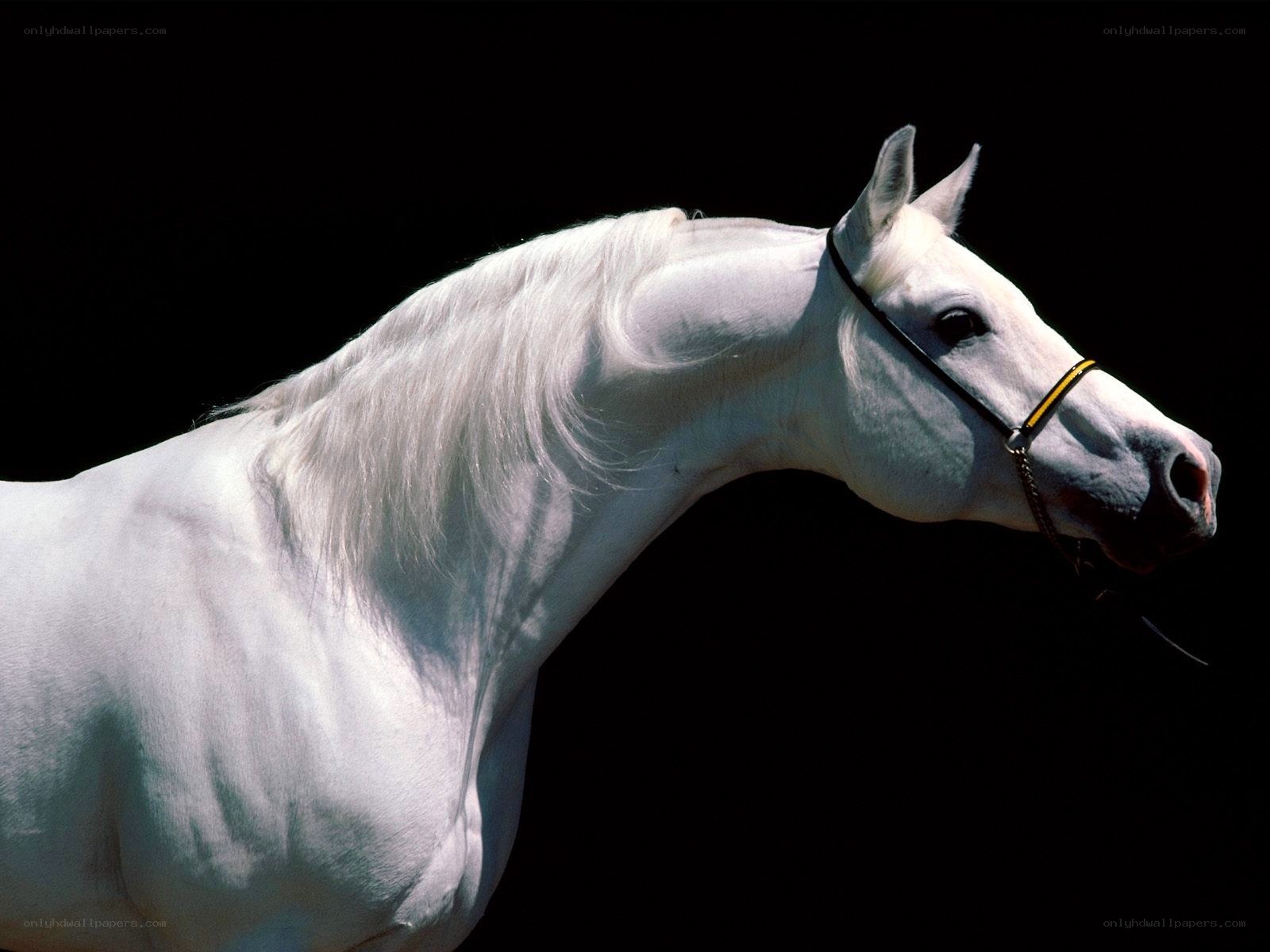 white horse portrait