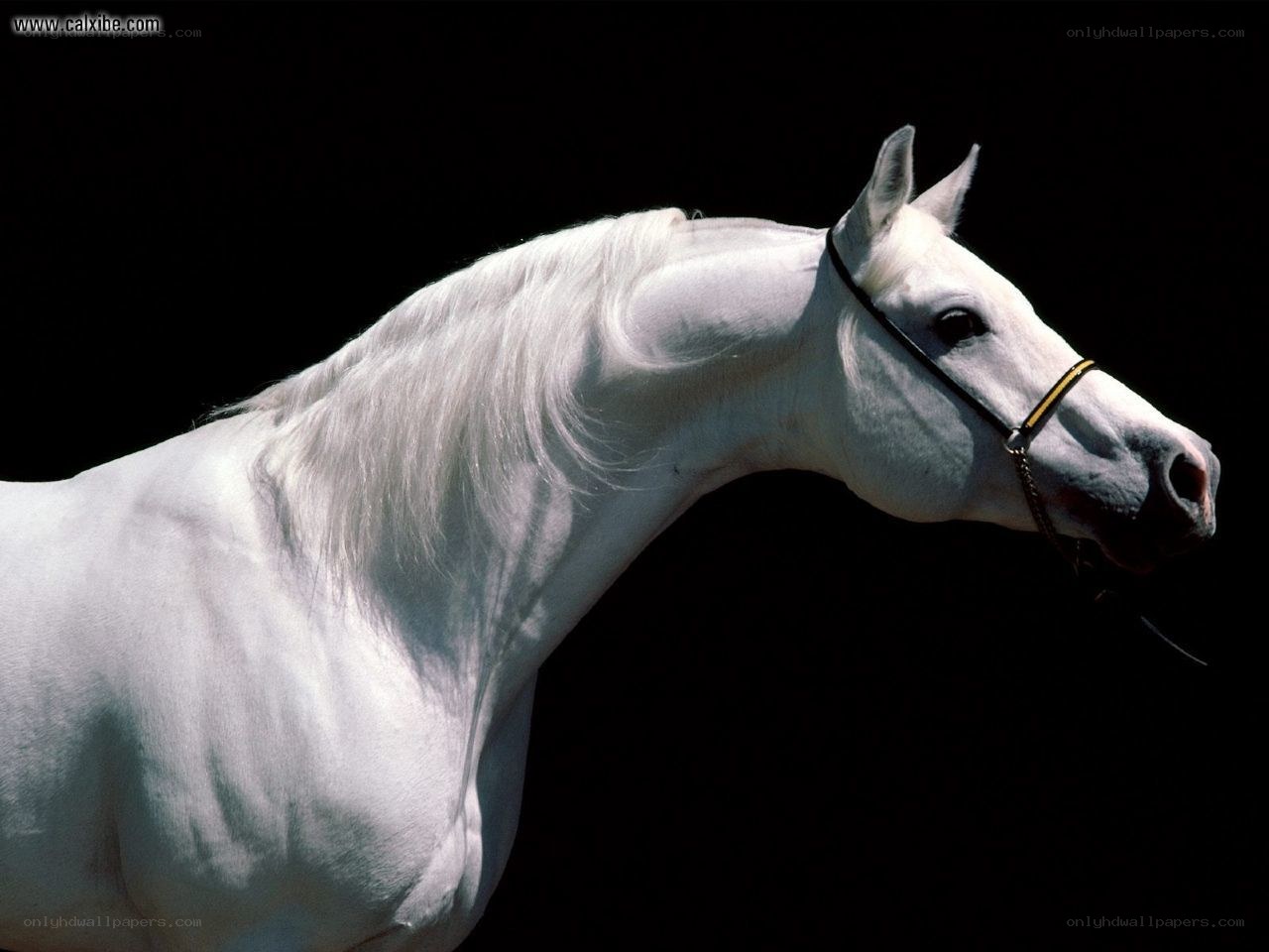 White horse portrait