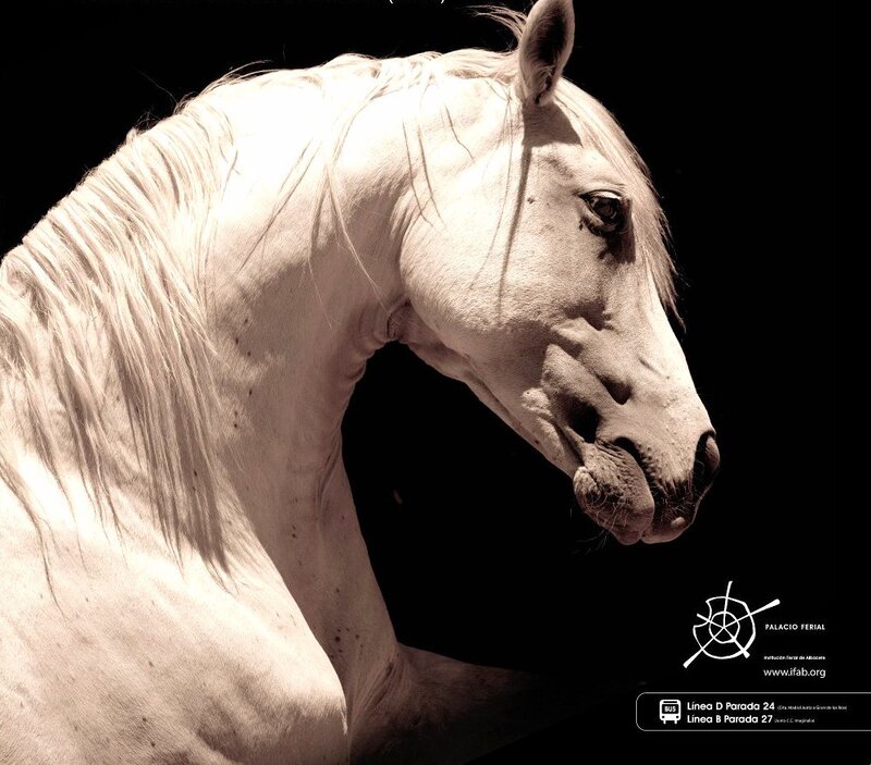 White horse portrait