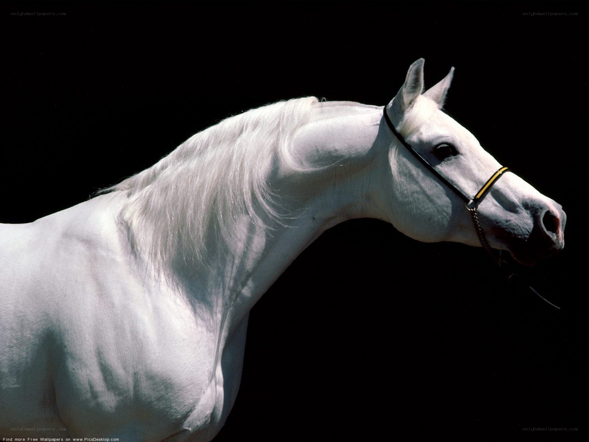 white horse portrait