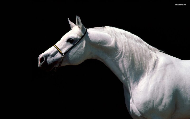 white horse portrait