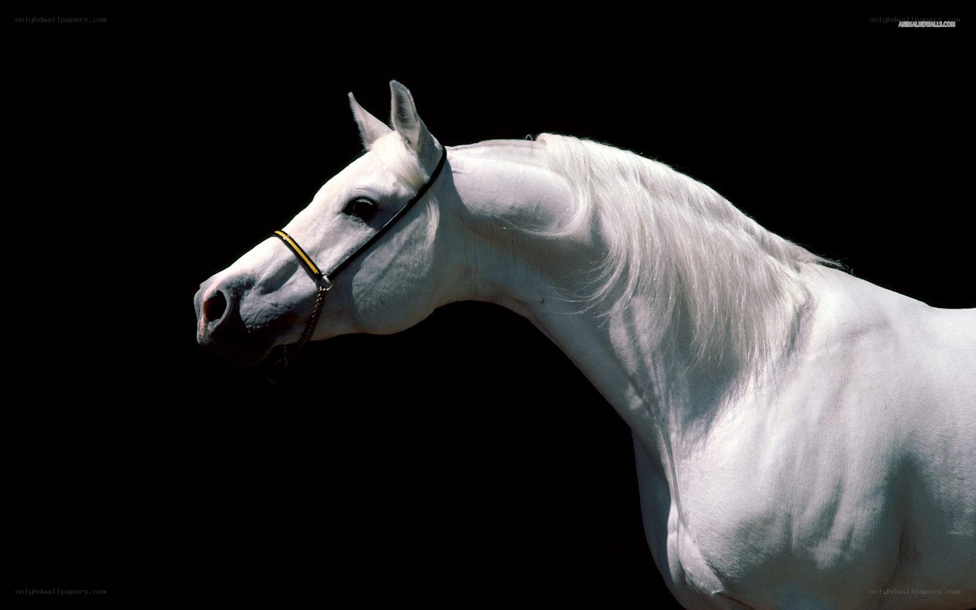 white horse portrait