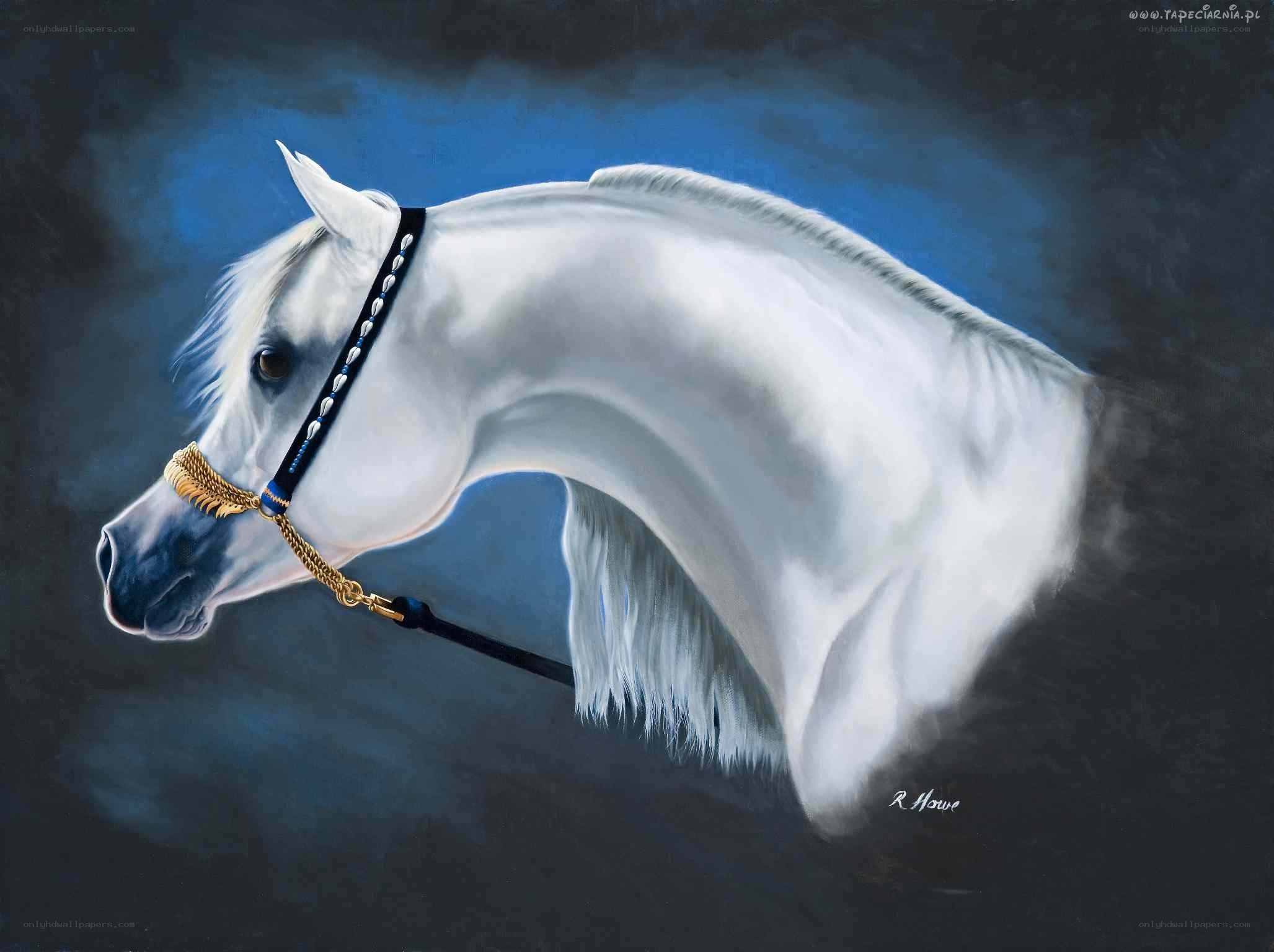 White horse portrait