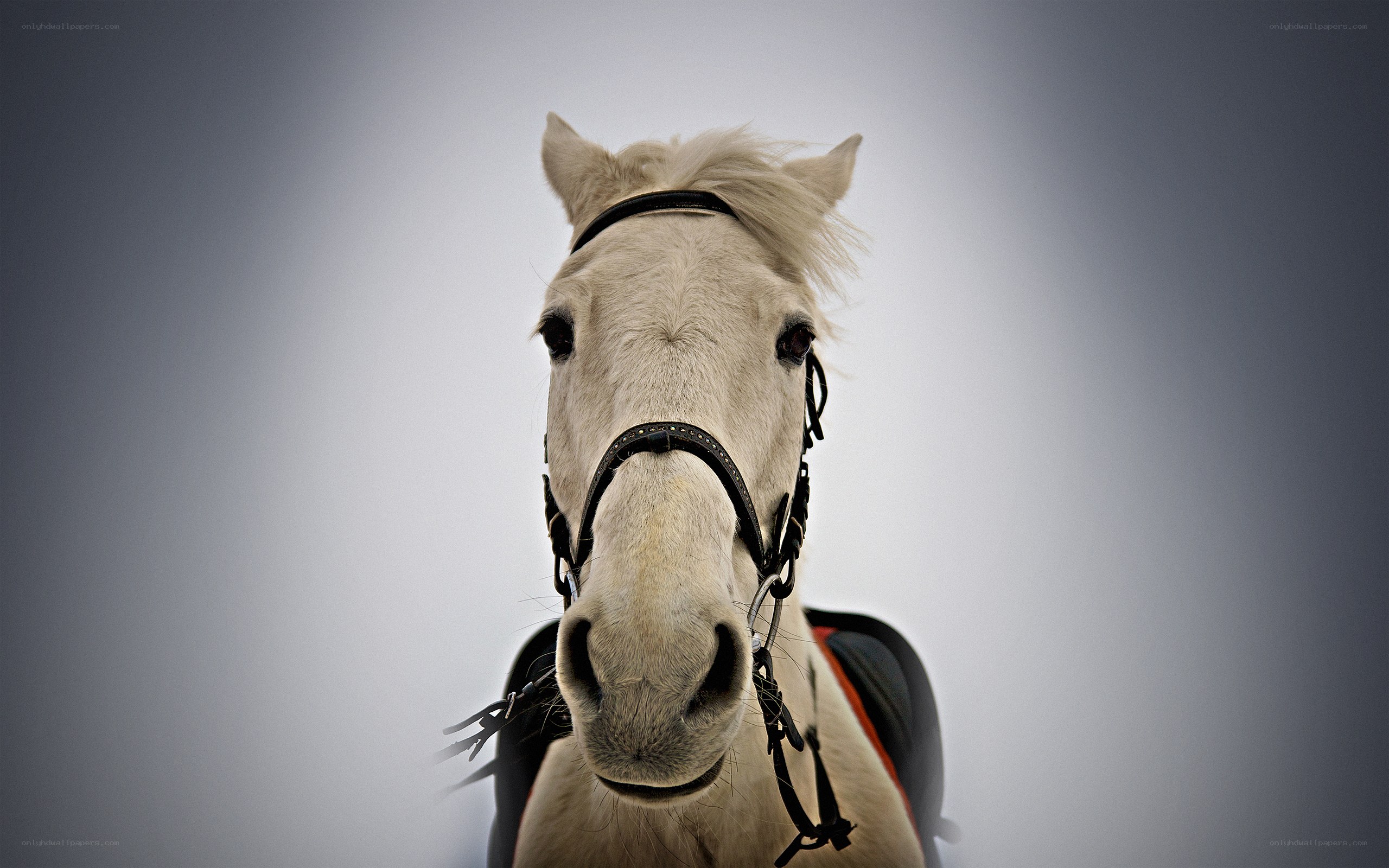 white horse portrait