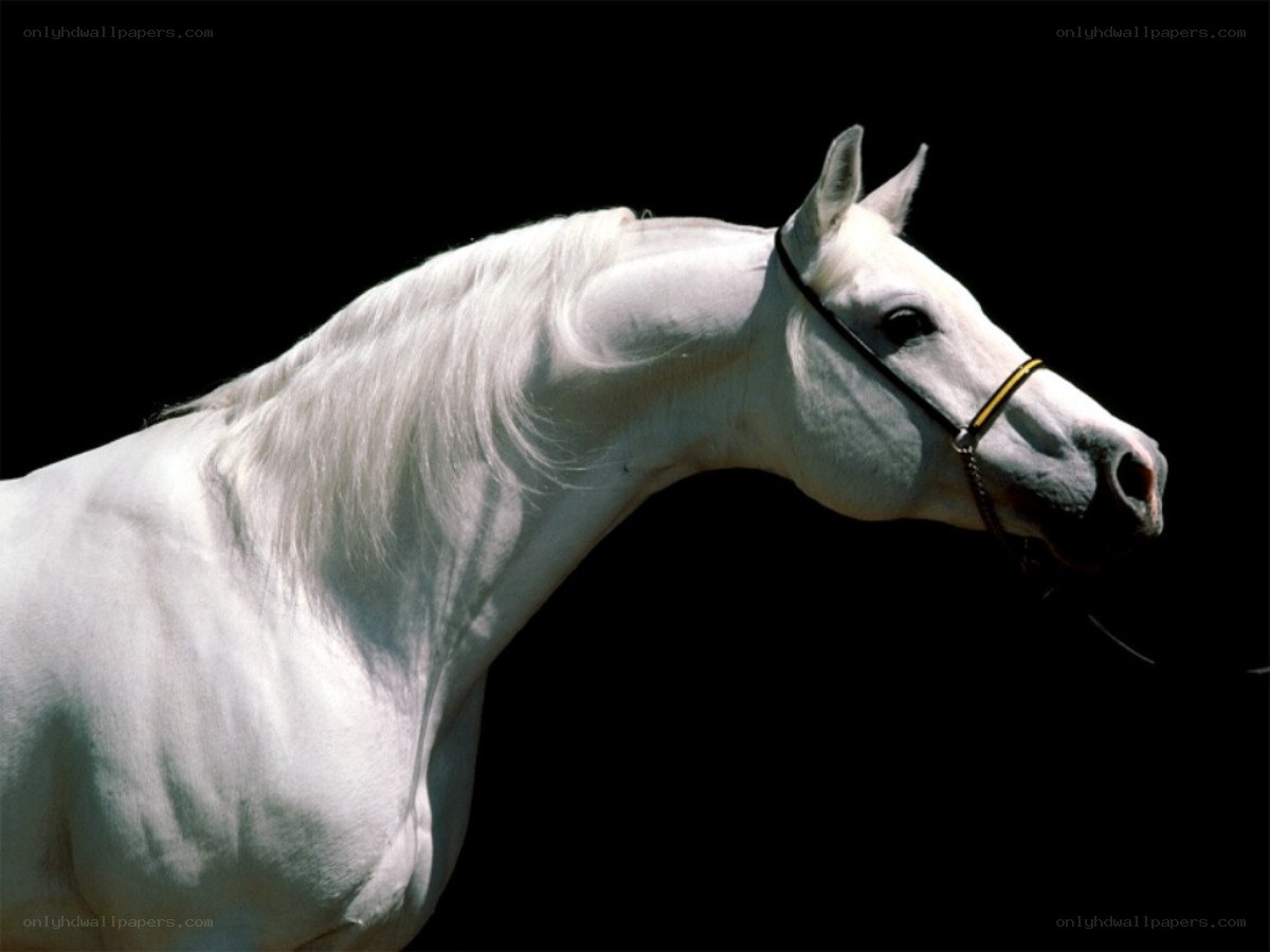 white horse portrait