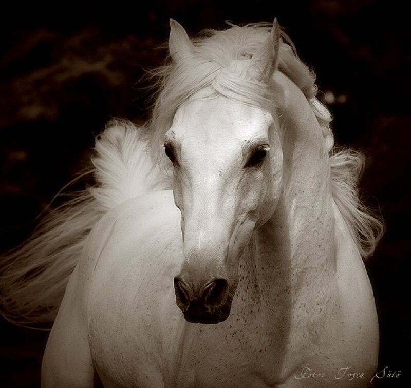 White Horse Portrait — Dramatic, Photograph