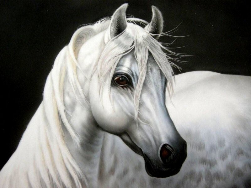 White Horse Portrait — Dramatic