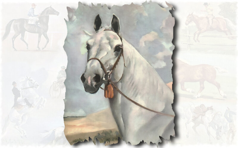 White Horse Portrait — Gray, Calm