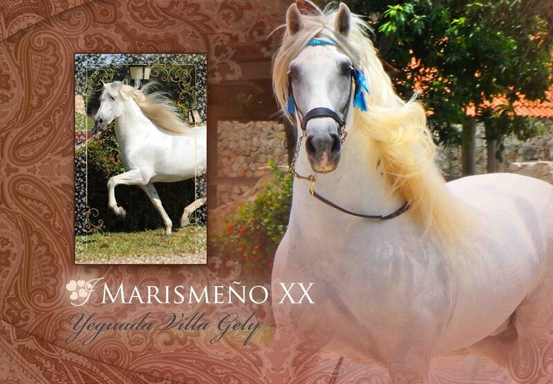 White Horse Portrait — Serene