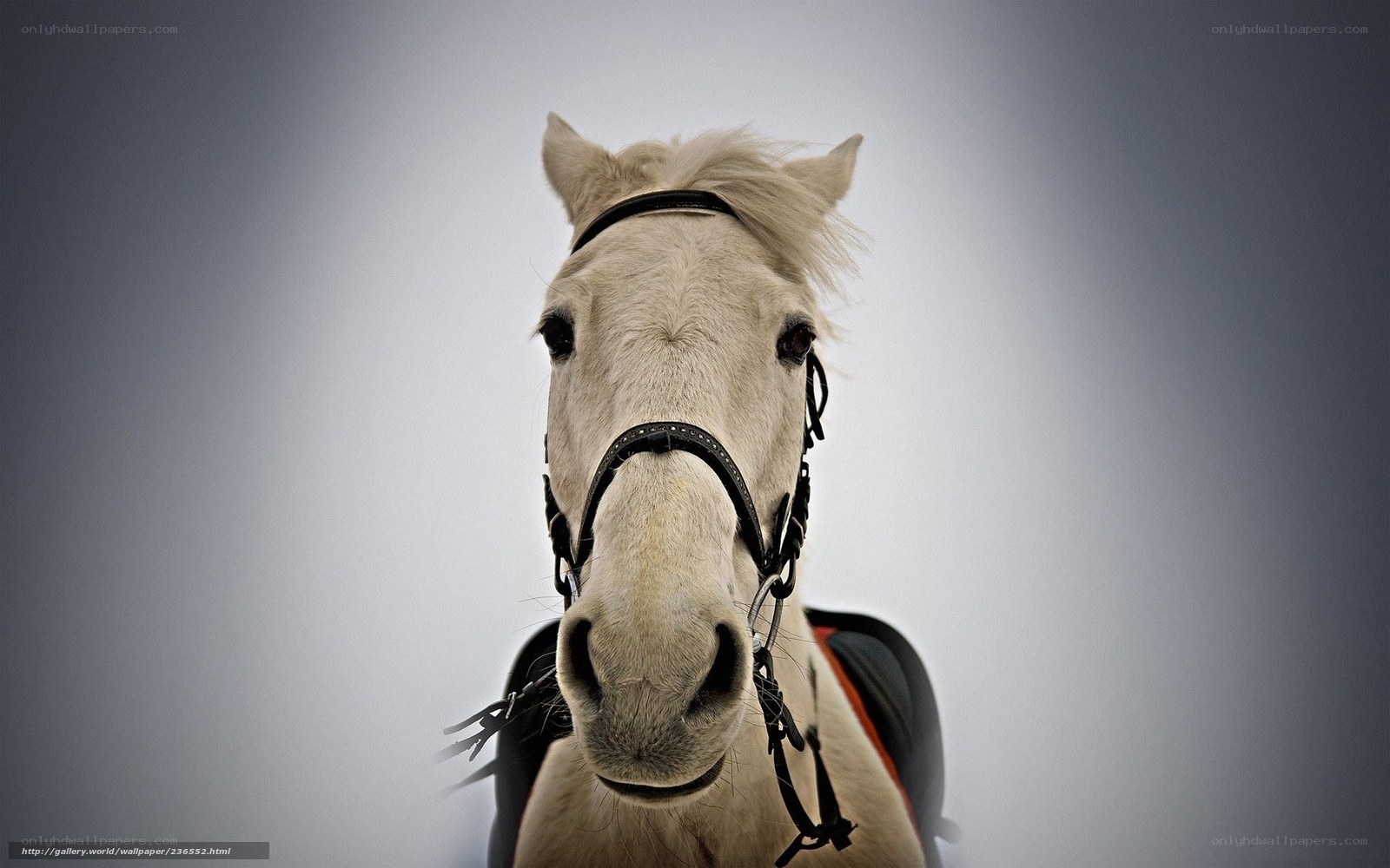 white horse portrait