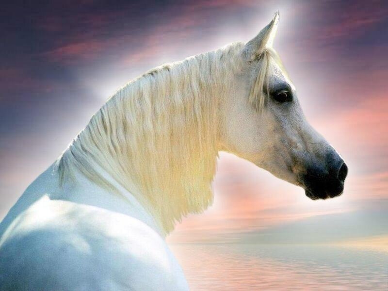 White Horse Profile — Serene