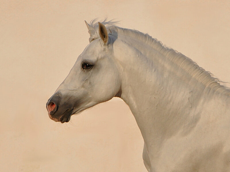 White Horse Profile