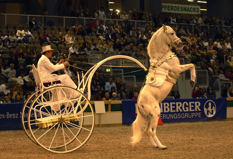 White horse pulling carriage