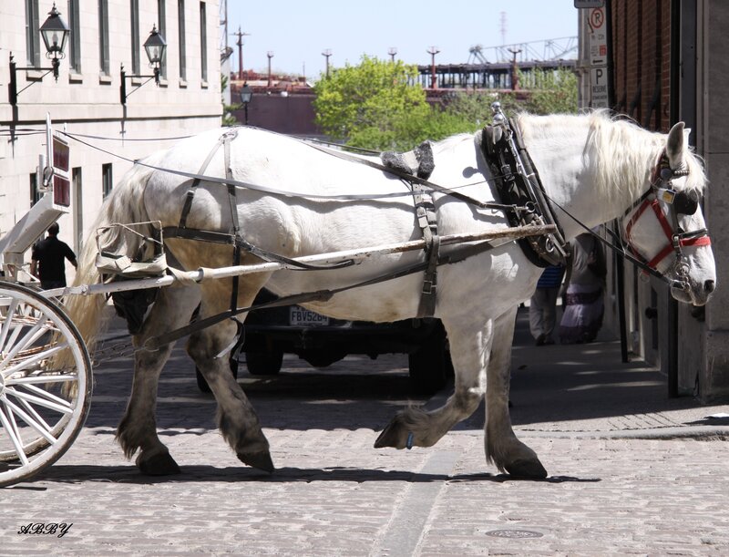White Horse Pulling Carriage — Calm