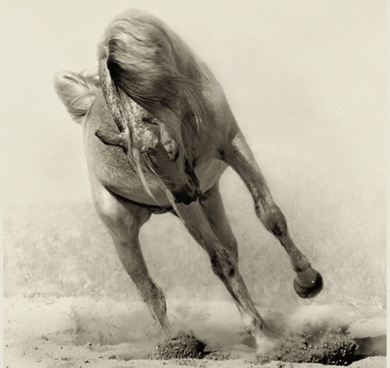 White Horse Rearing — Black, Dynamic