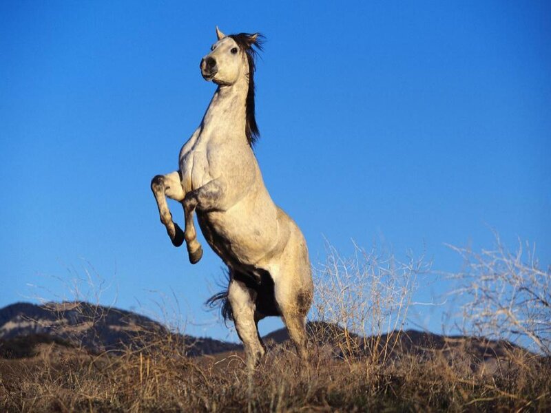 White Horse Rearing — Blue, Dramatic, Afternoon
