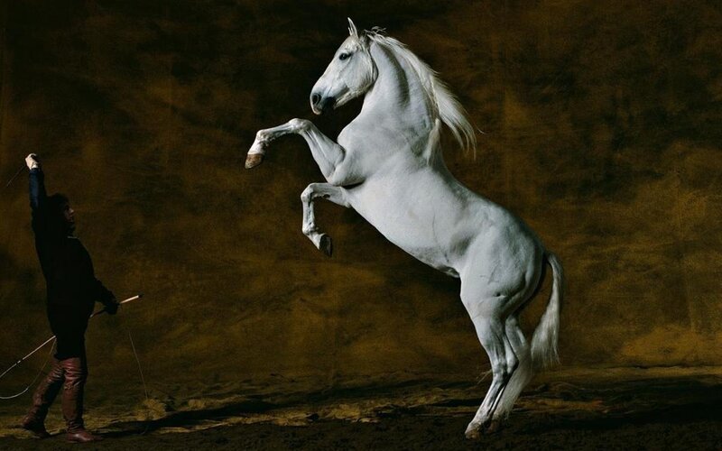 White Horse Rearing — Brown, Dramatic