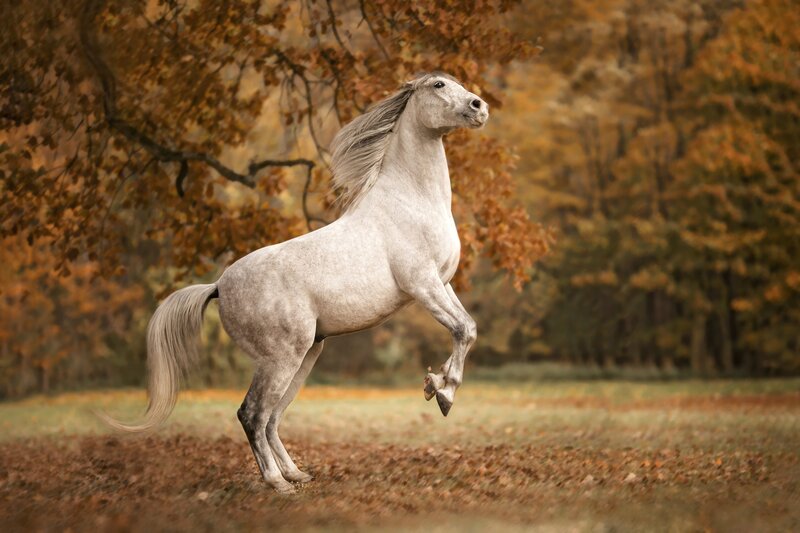 White Horse Rearing — Brown, Dynamic