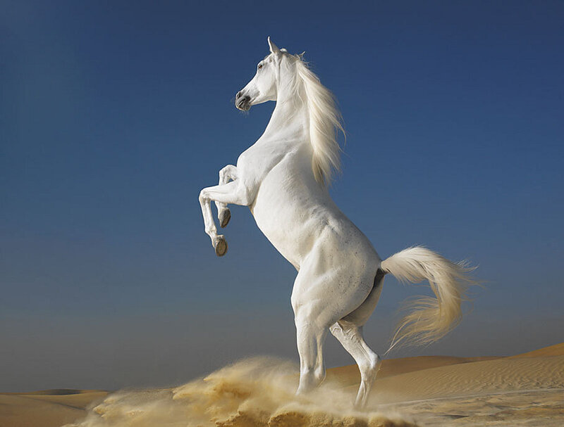 White Horse Rearing — Dramatic, Afternoon, Photograph, Sand Dunes, Sky, Blue, Brown