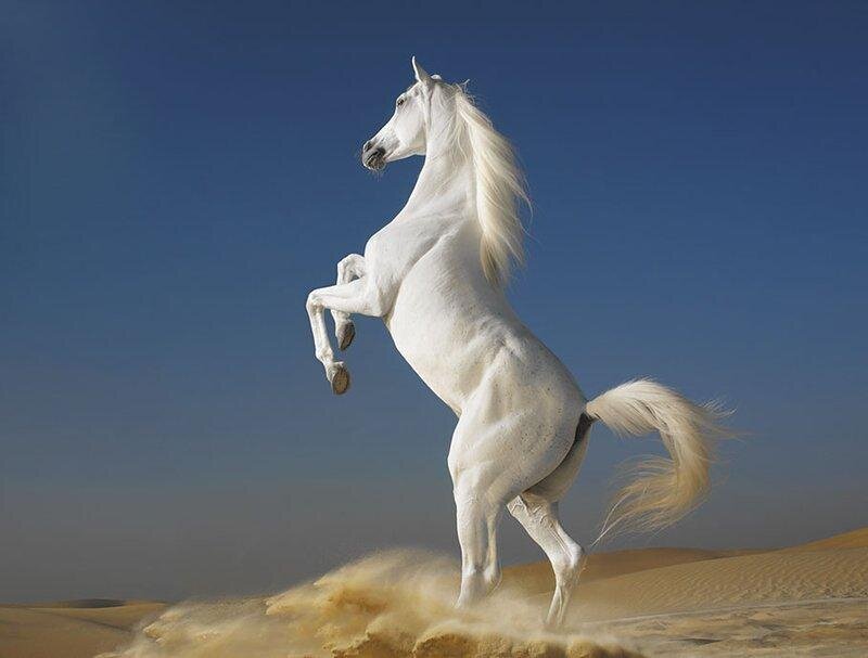 White Horse Rearing — Dramatic, Afternoon, Photograph, Sand Dunes, Sky, Blue