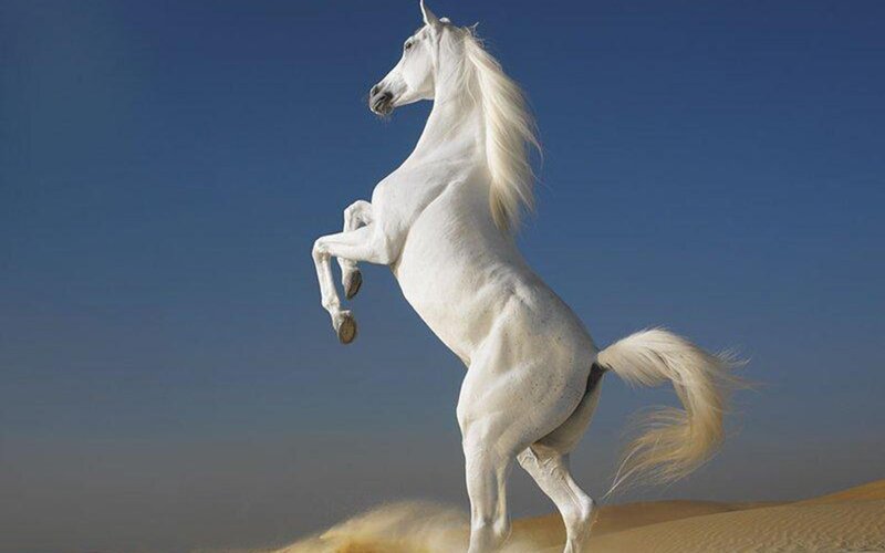 White Horse Rearing — Dramatic, Afternoon, Photograph, Sand Dunes