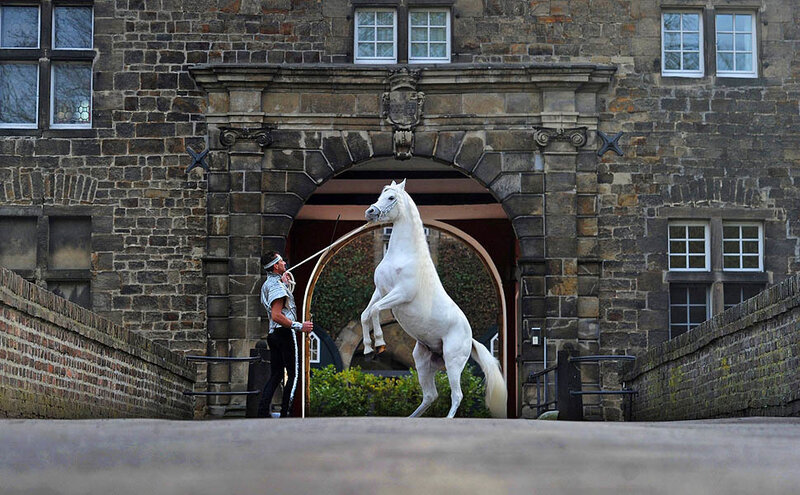 White Horse Rearing — Dramatic, Afternoon