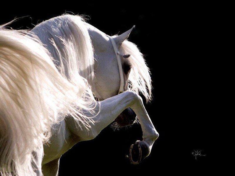 White Horse Rearing — Dramatic, Photograph, Black Background