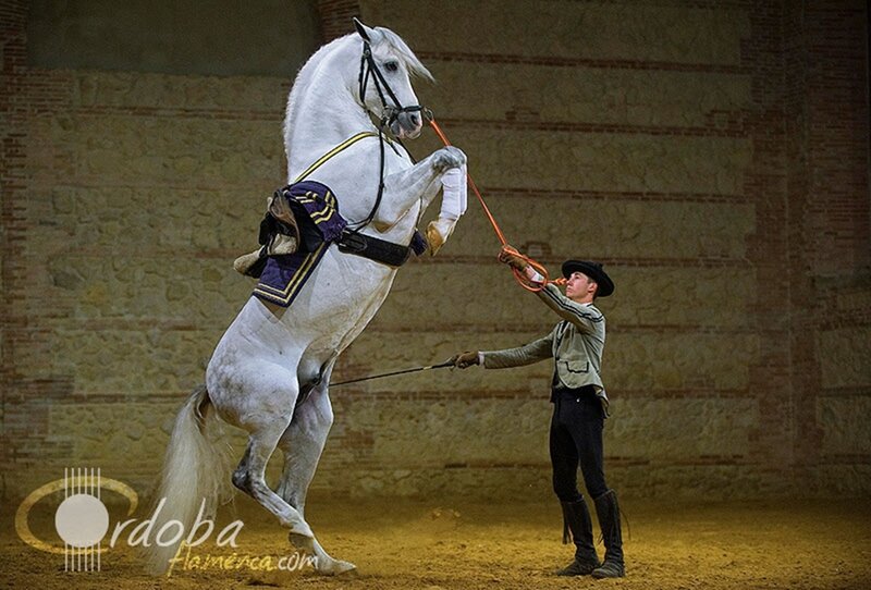 White Horse Rearing — Dramatic, Photograph, Man