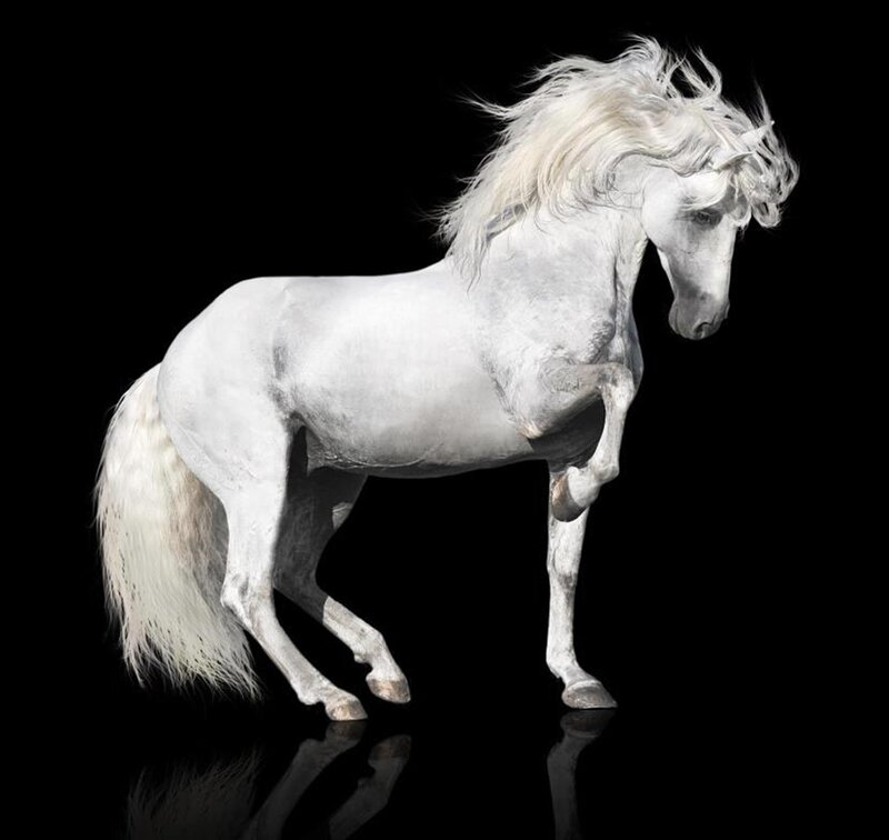White Horse Rearing — Dramatic, Photograph