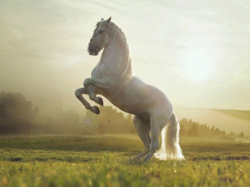 White Horse Rearing — Dramatic, Sunset