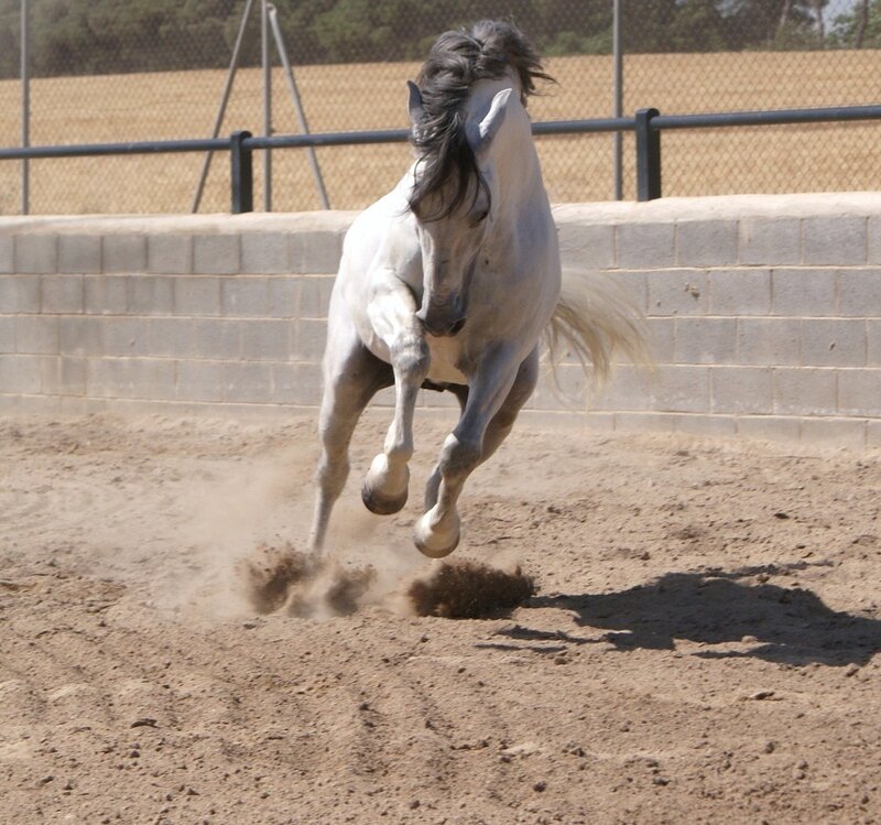 White Horse Rearing — Dynamic, Afternoon, Photograph, Dirt Ground, Fence