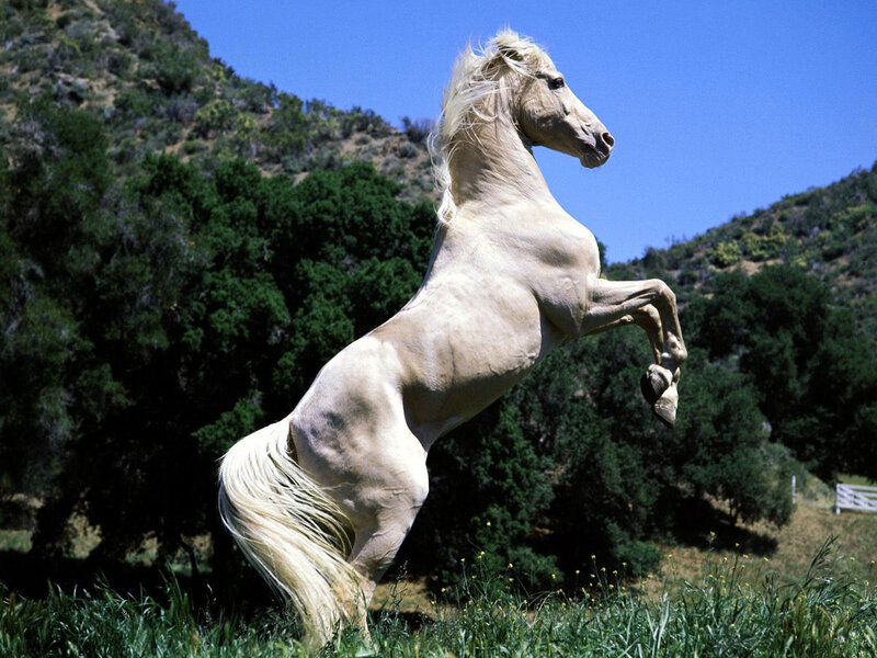 White Horse Rearing — Dynamic, Afternoon, Photograph, Grass