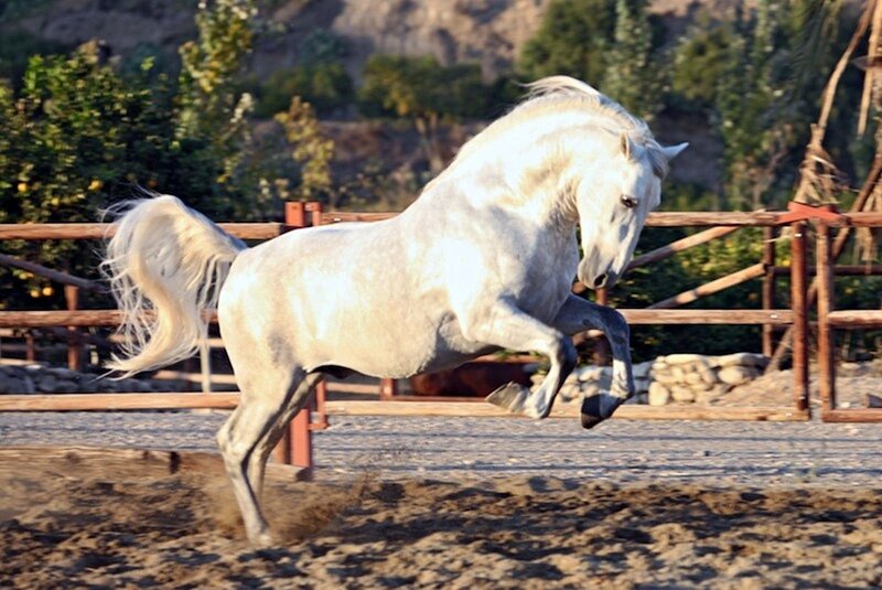White Horse Rearing — Dynamic, Afternoon, Photograph