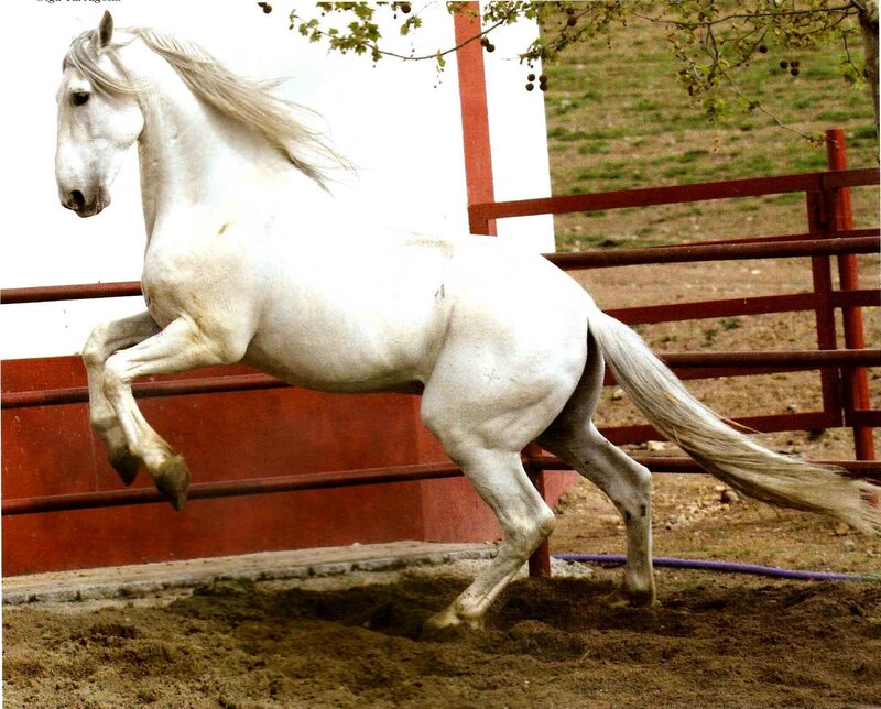 White Horse Rearing — Dynamic, Afternoon