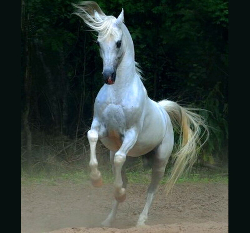 White Horse Rearing — Dynamic, Photograph